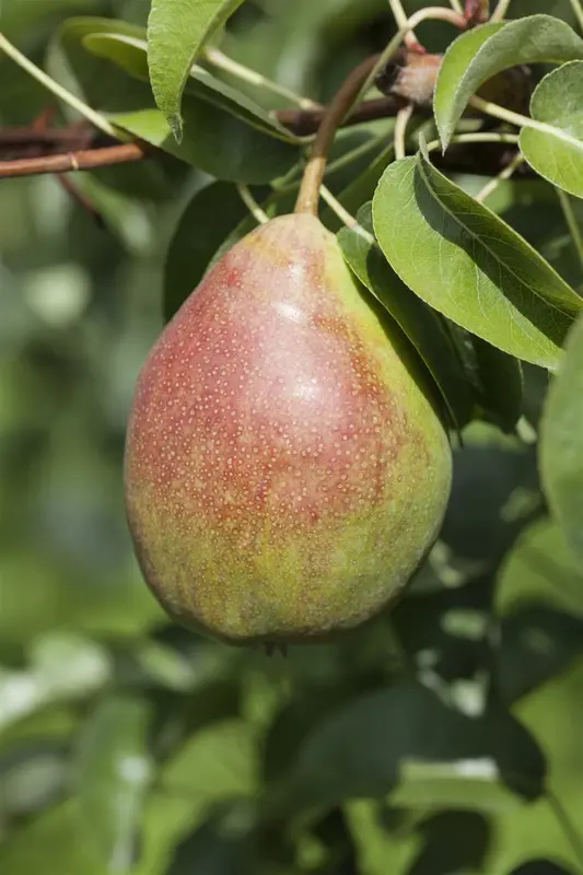 Clapps Liebling - afbeelding 1