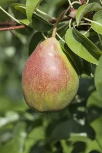 Clapps Liebling - afbeelding 5