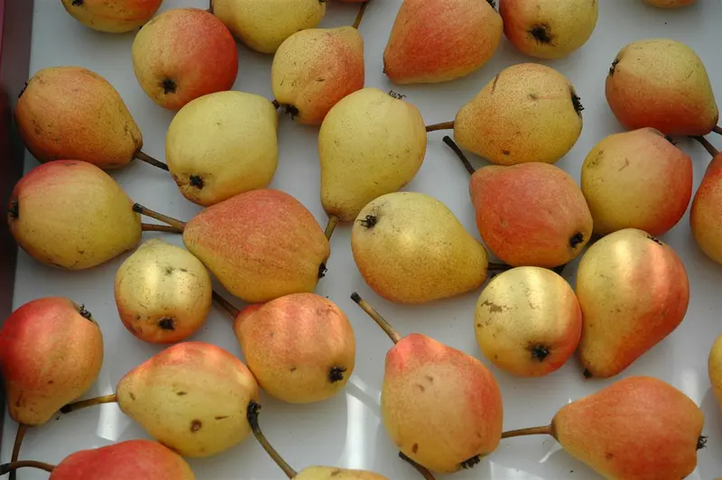 Clapps Liebling - afbeelding 4