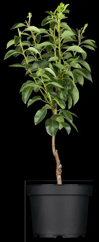 Clapps Liebling - afbeelding 3