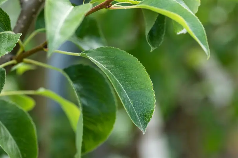 Pyrus comm. 'Précoce de Henin' (rgf) STRUIK   BW - afbeelding 2