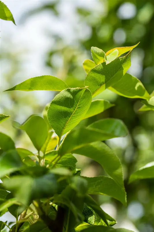 Pyrus comm. 'William's Bon Chretien' 10/12 HO BW - afbeelding 5