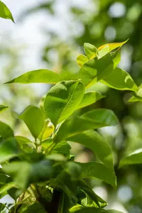 Pyrus comm. 'William's Bon Chretien' 10/12 HO BW - afbeelding 5