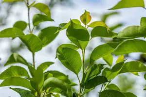 Pyrus comm. 'William's Bon Chretien' 10/12 HO BW - afbeelding 3