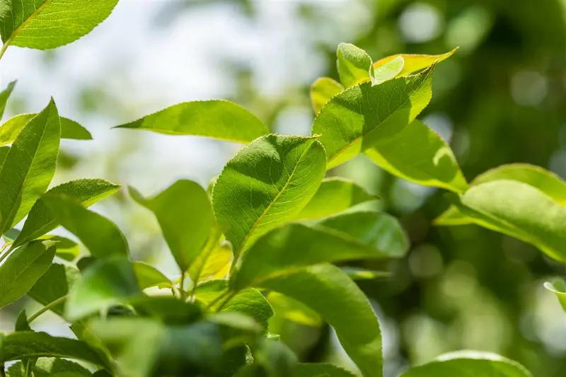 Pyrus comm. 'William's Bon Chretien' 10/12 HO BW - afbeelding 4