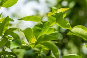 Pyrus comm. 'William's Bon Chretien' 10/12 HO BW - afbeelding 4