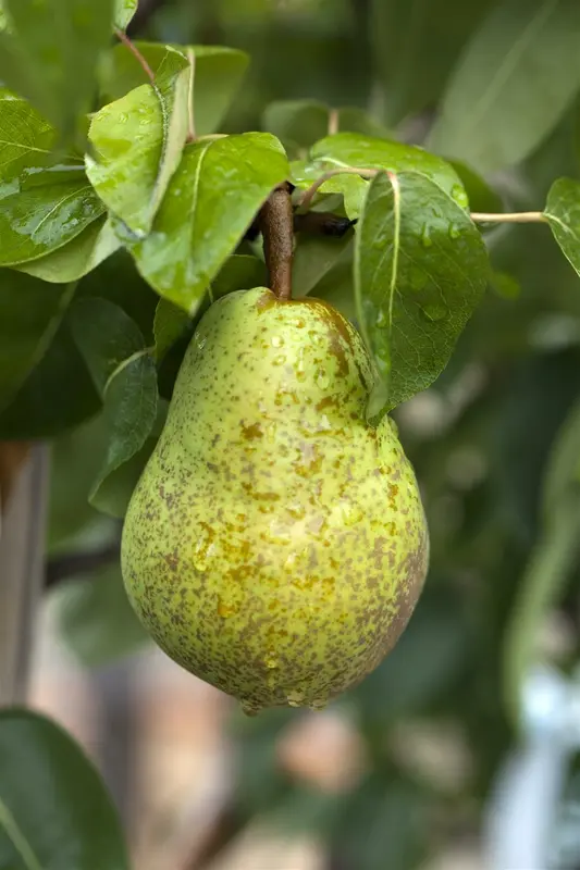 pyrus comm. 'william's bon chretien' PALMET DUBBELE U BW (U) - afbeelding 4