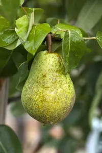 pyrus comm. 'william's bon chretien' PALMET DUBBELE U BW (U) - afbeelding 4