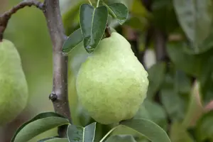 pyrus comm. 'william's bon chretien' PALMET DUBBELE U BW (U) - afbeelding 3
