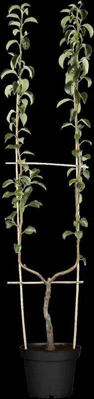 pyrus comm. 'william's bon chretien' PALMET DUBBELE U BW (U) - afbeelding 5