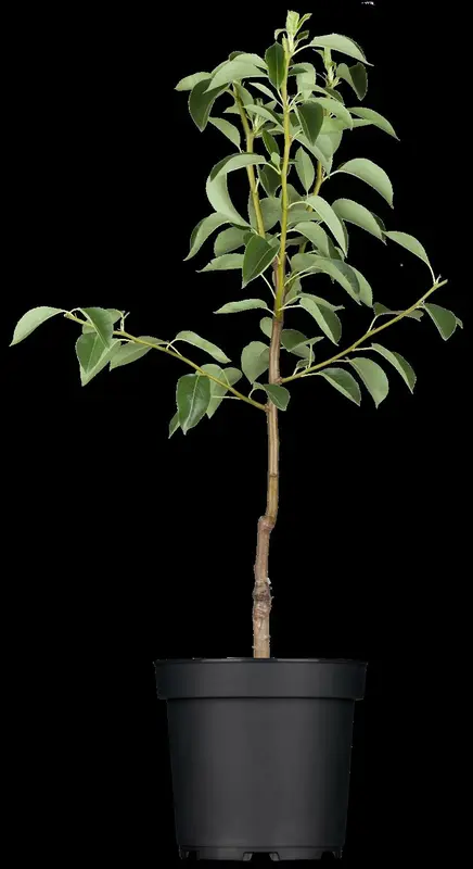 pyrus comm. 'william's bon chretien' PALMET DUBBELE U BW (U) - afbeelding 2