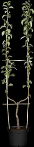 pyrus comm. 'william's bon chretien' PALMET SCHUIN BW (V) - afbeelding 5