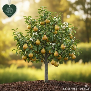 Pyrus communis 'General Leclerc'