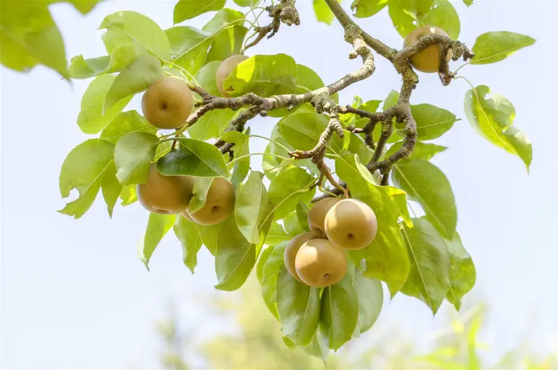 pyrus pyraster (wilde peer/poirier sauvage) (50- 80cm)