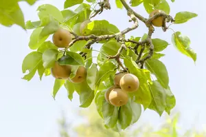 pyrus pyraster (wilde peer/poirier sauvage) (50- 80cm)