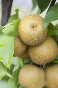 pyrus pyrif. (nashipeer) C7,5 STRUIK - afbeelding 4