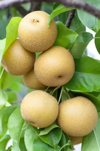 pyrus pyrif. (nashipeer) C7,5 STRUIK - afbeelding 3