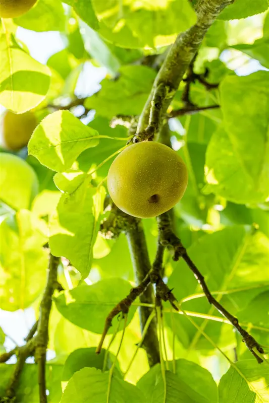 pyrus pyrif. (nashipeer) C7,5 STRUIK - afbeelding 4