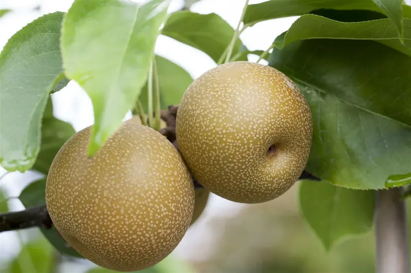 pyrus pyrif. (nashipeer) C7,5 STRUIK - afbeelding 2