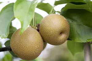 pyrus pyrif. (nashipeer) C7,5 STRUIK - afbeelding 2