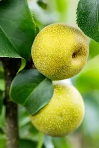 pyrus pyrif. 'shinko' C7,5 HALFST - afbeelding 2