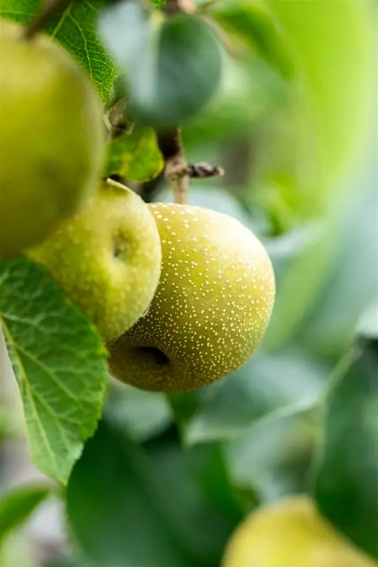 pyrus pyrif. 'shinko' C7,5 HALFST - afbeelding 3