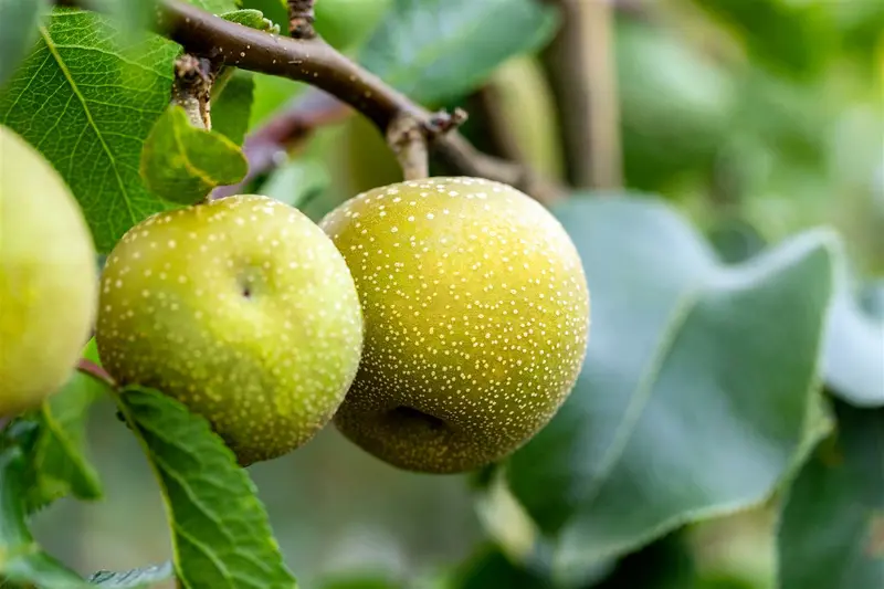 pyrus pyrif. 'shinko' C7,5 HALFST - afbeelding 1