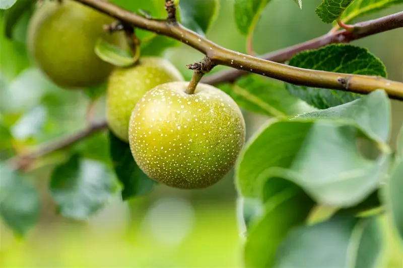 pyrus pyrif. 'shinko' C7,5 HALFST - afbeelding 4
