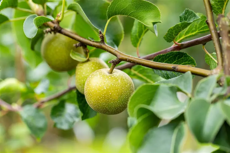 pyrus pyrif. 'shinko' C7,5 HALFST - afbeelding 5