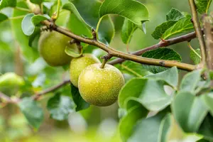 pyrus pyrif. 'shinko' C7,5 HALFST - afbeelding 5