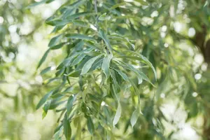 Pyrus salicifolia 'Pendula' 6/ 8 HO C - afbeelding 5