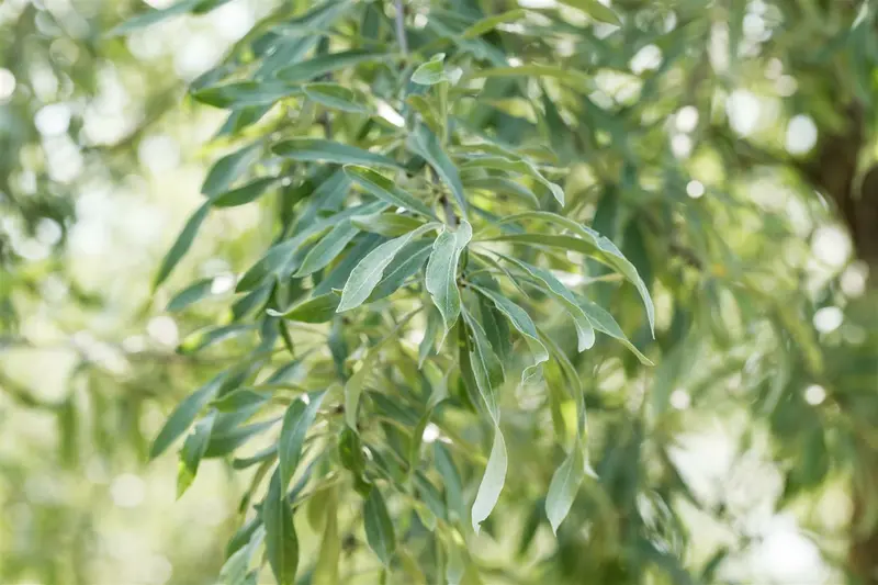 Pyrus salicifolia 'Pendula' 8/10 HO C - afbeelding 5