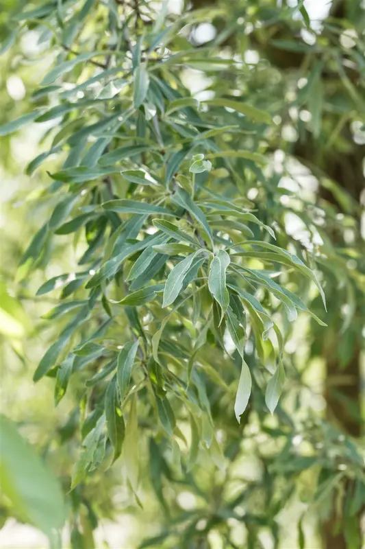 Pendula - afbeelding 2