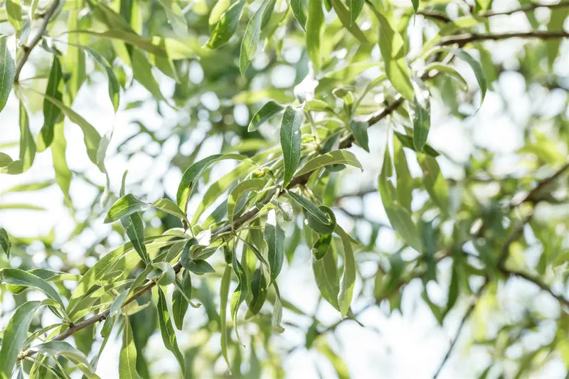 Pendula - afbeelding 1