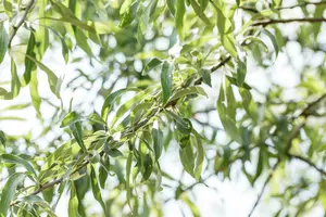 Pendula - afbeelding 5