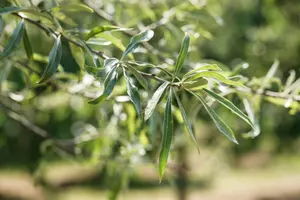 Pendula - afbeelding 3