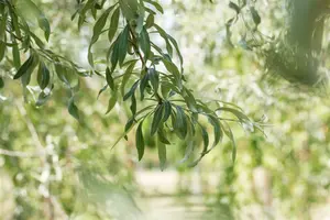 Pendula - afbeelding 4
