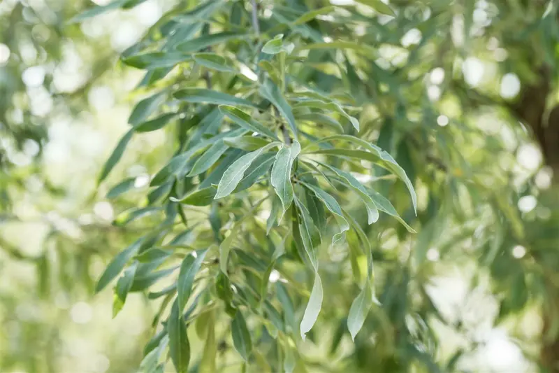 Pendula - afbeelding 5