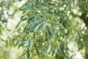 Pendula - afbeelding 5