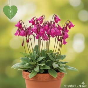 Dodecatheon meadia 'Queen Victoria'
