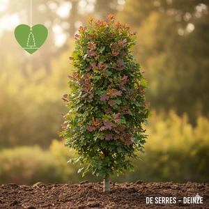 Quercus bimundorum 'Crimschmidt' 8/10