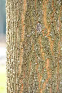 quercus cerris 20/25 - afbeelding 3