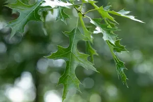 quercus coccinea 8/10 - afbeelding 2