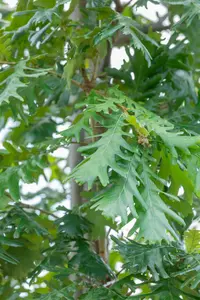 quercus frainetto (HOcm) - afbeelding 2