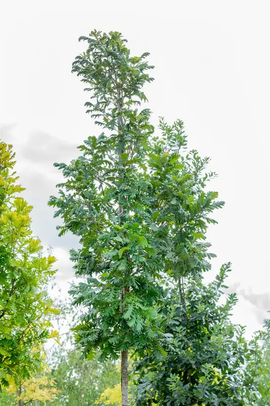quercus frainetto (HOcm) - afbeelding 5