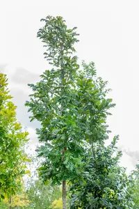 quercus frainetto (HOcm) - afbeelding 5