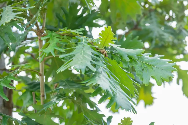 quercus frainetto (HOcm) - afbeelding 1