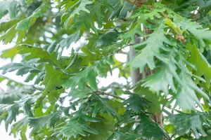 quercus frainetto (HOcm) - afbeelding 3