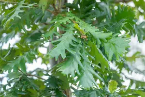 quercus frainetto (HOcm) - afbeelding 4
