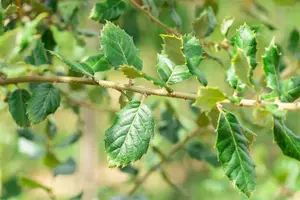 Quercus ilex 150-175   C35 MRST - afbeelding 5